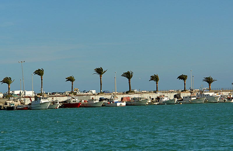 Palmbomen in de wind in een haven van Imperia
