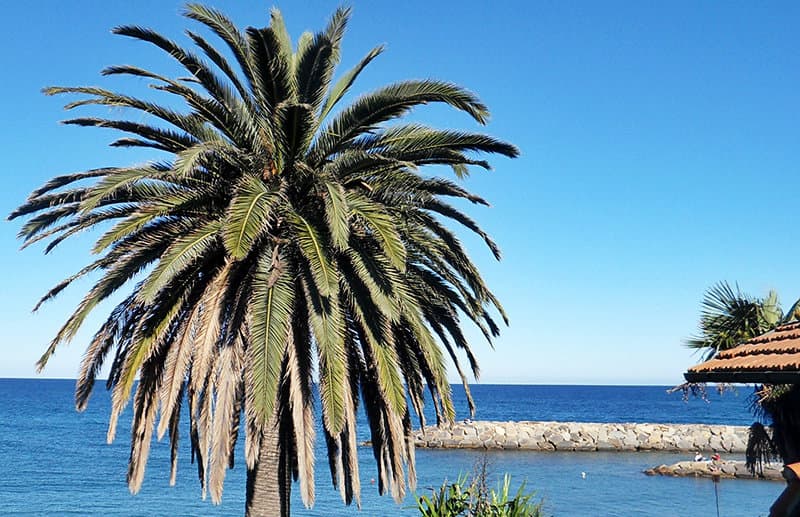 Een palmboom naast de zee in San Lorenzo al Mare