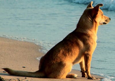 Een hond is ontspannen in een hondvriendelijk strand in Ligurië