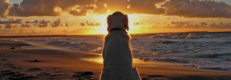 Een hond is kijken naar een zonsondergang in Ligurië