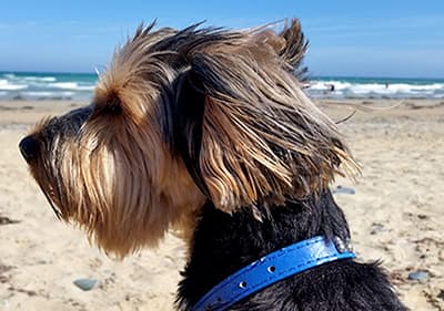 Een hond is genieten van de zon op het strand in Ligurië