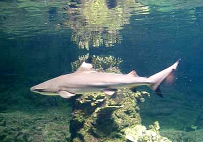 Een kleine haai in Aquarium van Genua in Ligurië