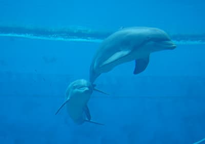 Een dolfijn in het Aquarium van Genua, Ligurië