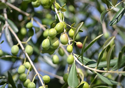 Groene olijfbomen van Taggiasca olijfboom
