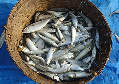 Filetti di Alici, kleine sardines net gevangen van de zee
