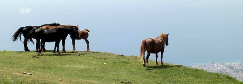 Paarden op de heuvel in Ligurië