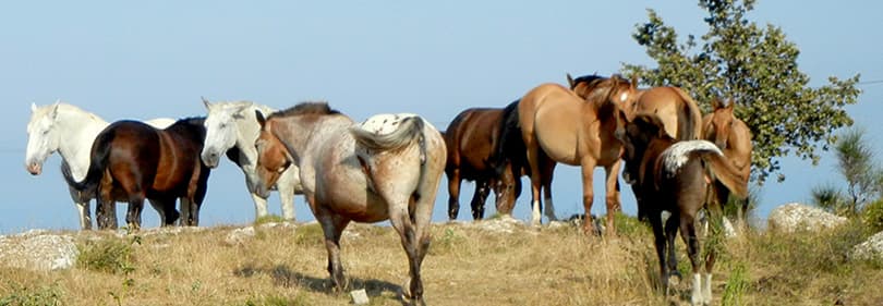 Paarden genieten van de natuur