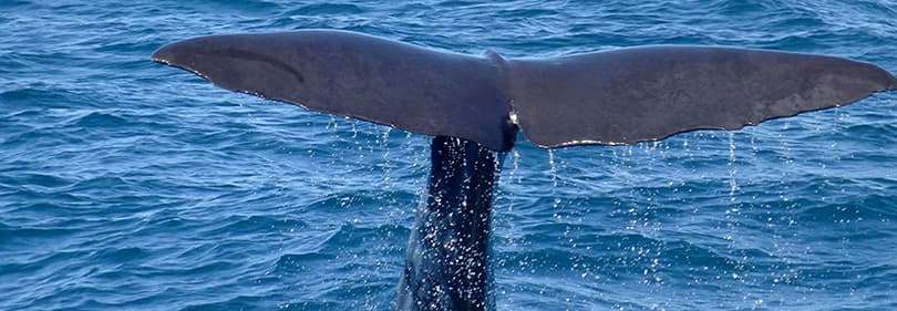 Whale in Liguria