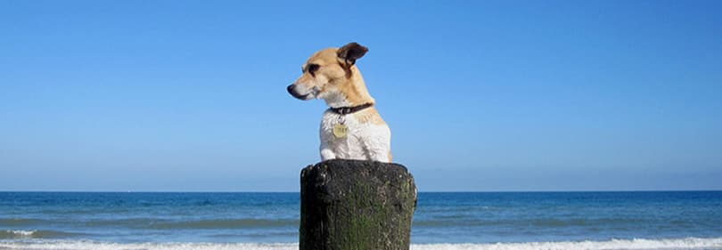 A dog is enjoying the beach in Liguria