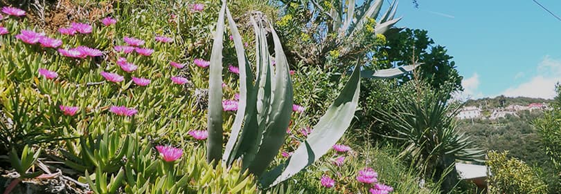 Roze bloemen en een cactus op een heuvel in LiguriÃ«