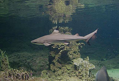 Het op een na grootste aquarium in Europa in Genua is een bezoek waard
